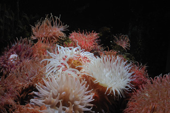 Anemonen
