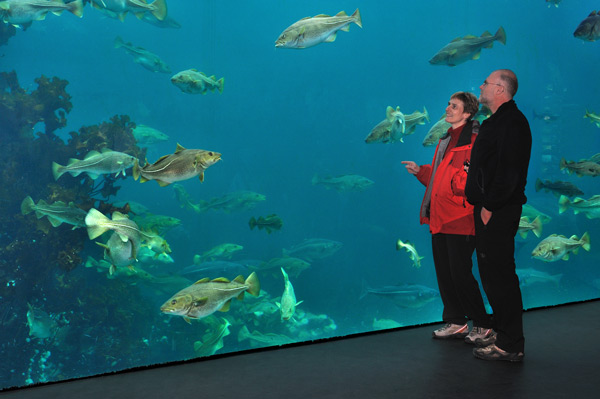 Meerwasseraquarium von �lesund