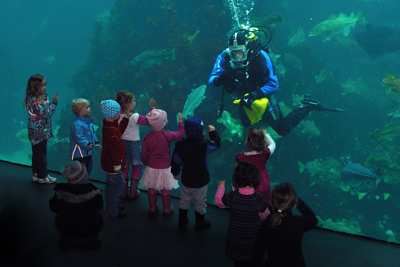 Fischf�tterung im Meerwasseraquarium von �lesund