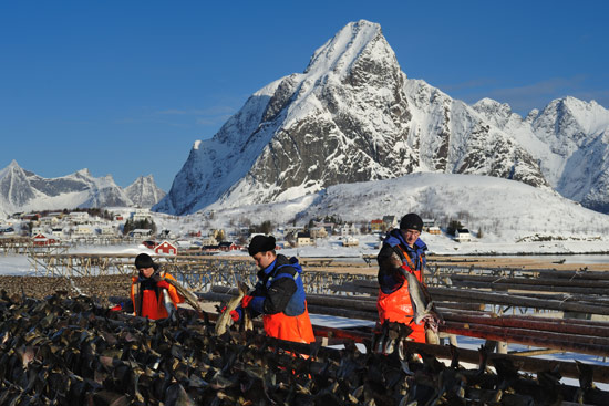 Trockengestelle bei Reine - Stockfisch
