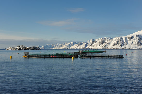 Aquakultur - Fischzucht