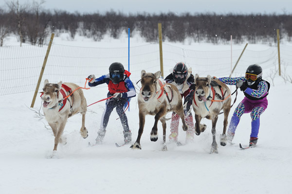 Rentierrennen in Kautokeino