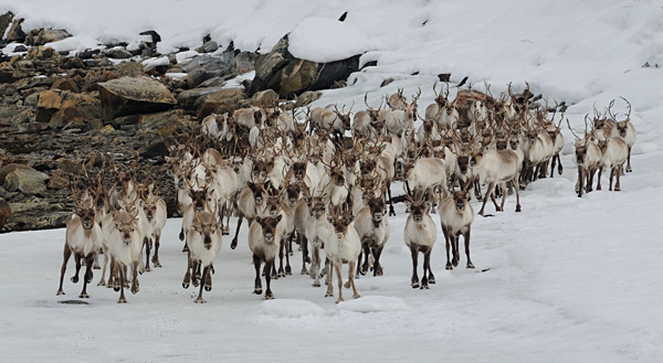 Rentiere an der Eismeerkste bei Kirkenes