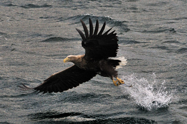 Seeadler beim Beuteschlagen