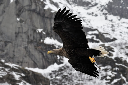 Seeadler mit Beute