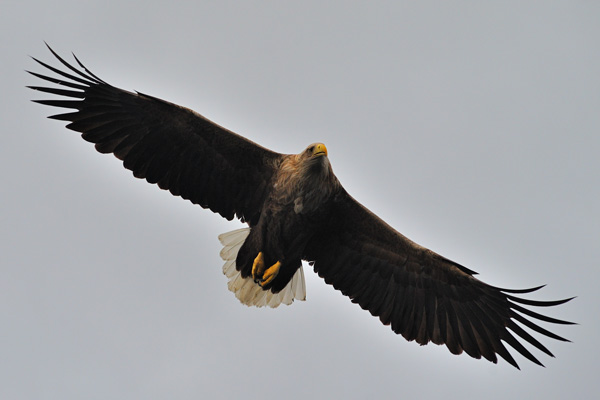 Ein erwachsener Seeadler - gelber Schnabel, weie Schwanzfedern - dunklers Gefieder