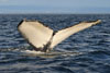 Whalewatching am Sankt-Lorenz-Strom in Kanada