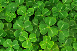 Shamrocks - Kleebltter