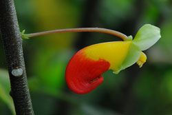 Orchidee
