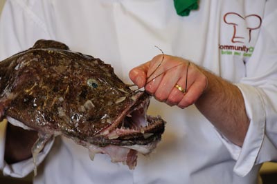 Lophius piscatorius - Seeteufel