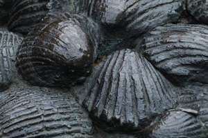 Cockles and Mussels