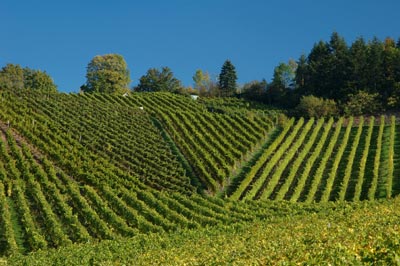 Weinberg