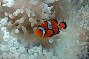 Nemo